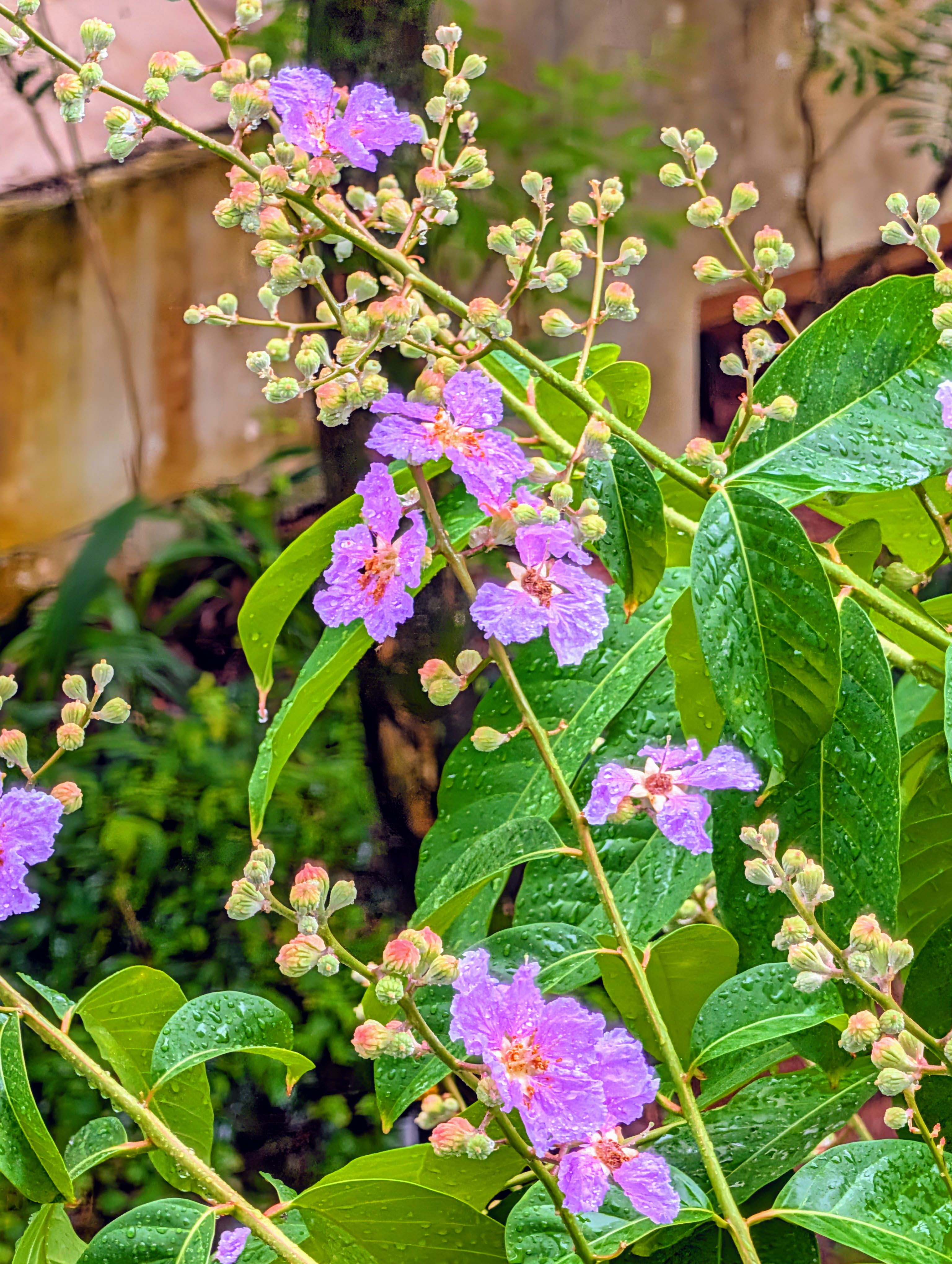 flower outside of daughter's window